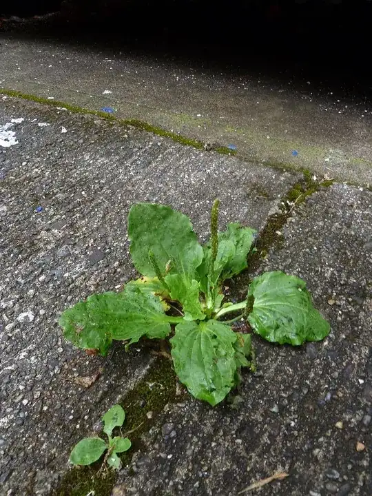 Plantago major