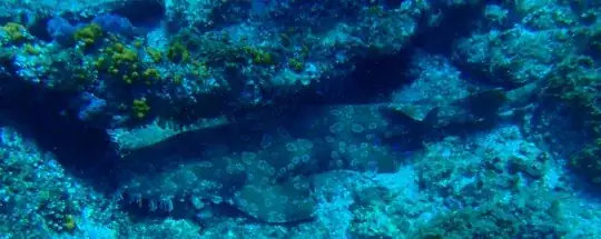 Wobbegong Shark, off Byron Bay