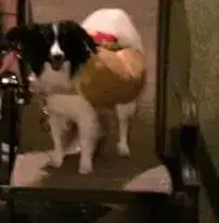 Our dog in his "Hot Dog" costume