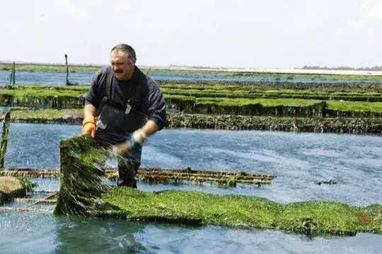 oyster farming
