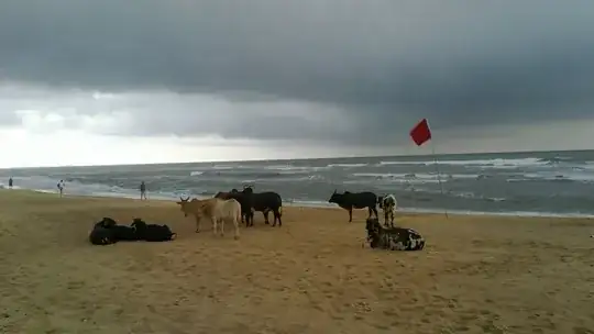 Cows pay attention to the red flag on Goa's Baga beach