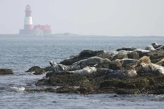 Farne Island
