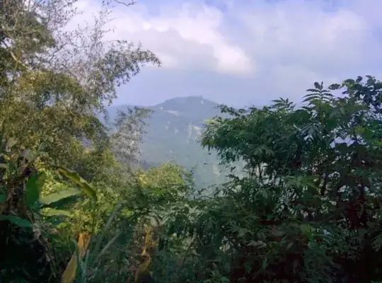 View of foliage and mountain from train window