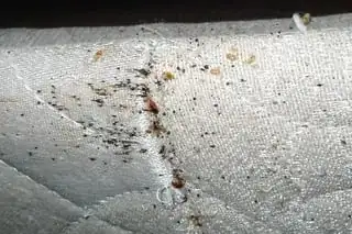 bed bug traces