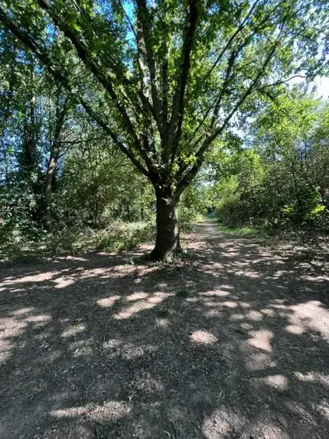 woodlands footpath