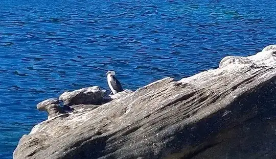 Little penguin