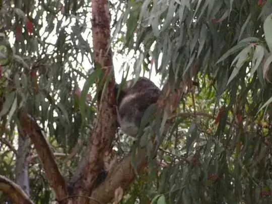 A sleeping koala, as most will be