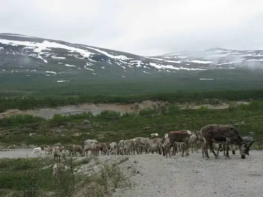 Photo of Reindeer near Kilpisjärvi