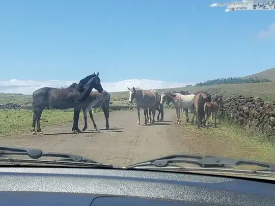 horses on a road