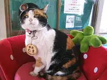 Tama