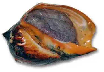 sea snail