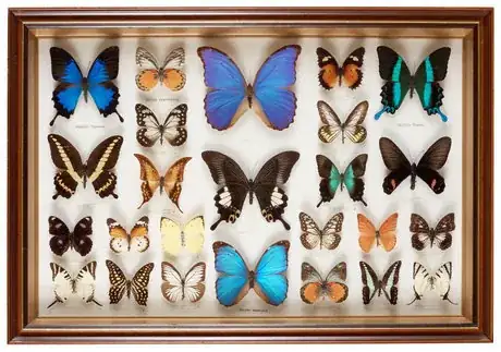 a mounted preserved butterfly collection