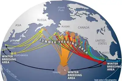 Migration data from SPLASH Research.