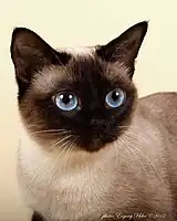 Traditional "applehead" Thai cat