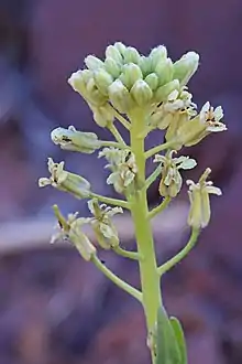 a small green plant with a cluster of small green buds, some buds have opened showing off small off white petals
