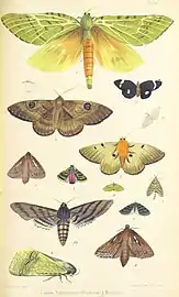 Plate 1 of Te Ika a Maui.