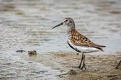 Adult in breeding plumage, Spiekeroog, northern Germany
