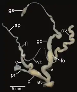 Amphidromus roseolabiatus; ap&nbsp;– appendix; at&nbsp;– atrium; e&nbsp;– epiphallus; fl&nbsp;– flagellum; fo&nbsp;– free oviduct; gd&nbsp;– gametolytic duct; gs&nbsp;– gametolytic sac; ov&nbsp;– oviduct; p&nbsp;– penis; pr&nbsp;– penial retractor muscle; v&nbsp;– vagina; vd&nbsp;– vas deferens