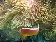 A.&nbsp;akallopisos (skunk anemonefish) lacks a white head bar.