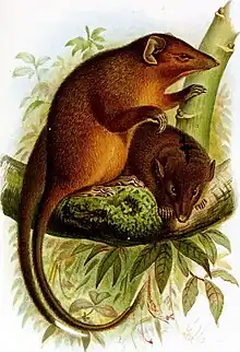 Drawing of brown dasyuromorph