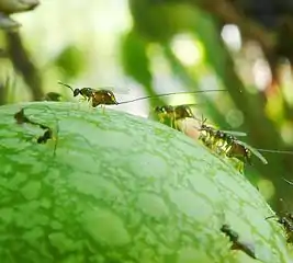 Females congregating on a young fig