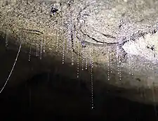 Two New Zealand glowworms (Arachnocampa&nbsp;luminosa) from the Waitomo Caves of New Zealand