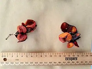 Fruit with a standard 30&nbsp;cm/12in ruler