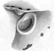 Funnel–mantle locking apparatus of juvenile male (5.0&nbsp;mm ML) from the equatorial South Atlantic