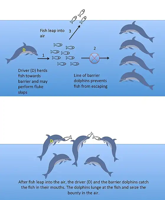 ↑&nbsp; A team of common bottlenose dolphins cooperate to make schooling fish jump in the air. In this vulnerable position the fish are easy prey for the dolphins.