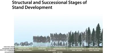 Figure shows the development of vegetation over time for the CwHw - Oak Fern Site Association. This is a forested ecosystem and the developmental stages are characterized by their structure, e.g., young forest, mature forest, old forest, or their successional status, e.g., maturing seral, to over-mature seral, to climax vegetation. The various stages can also be classified into more formal seral vegetation associations.