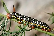 Caterpillar of the spurge hawk-moth, near Binn, Valais, Switzerland at c. 2&nbsp;km altitude.