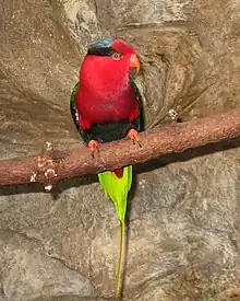 Stella's lorikeet(Charmosyna stellae goliathina)