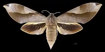 Clanis schwartzi Paratype MHNT Female Dorsal