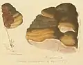 Illustrated in  James Sowerby's Coloured Figures of English Fungi or Mushrooms, (published 1797–1809)