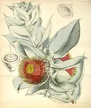 E.&nbsp;macrocarpa, as figured by Walter Hood Fitch in 1847.