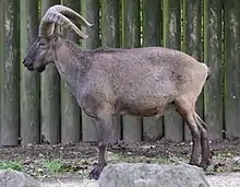 Brown bovid