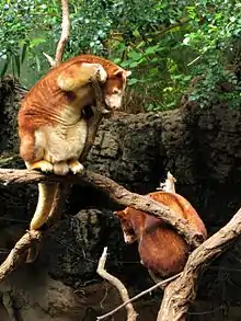 Brown tree-kangaroo