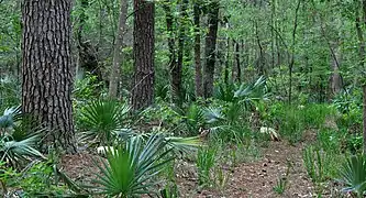 Dwarf palmettos (Sabal minor), Sam Houston National Forest, Walker County, Texas, USA (May 2012)