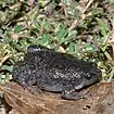 Narrow-mouthed toad (Gastrophryne carolinensis), Chambers Co., TX (Sept 2018)