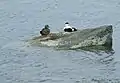 Eiders at Lunderston Bay
