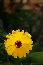 ISO 100, f/5.6, 1/350&nbsp;s (click on image for larger version)