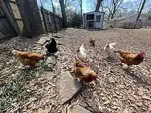 Free range chickens are an important part of the ecosystem for a local land lab.&nbsp; The chickens eat insects, greens, and grain.&nbsp; They produce eggs and manure.&nbsp; Their manure is used as a garden fertilizer.