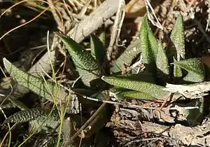 Haworthiopsis scabra var. plettens – the small tubercled variety in habitat near Plettenberg Bay