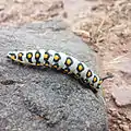 A Hyles nicaea caterpillar on the southern slopes of the Alborz Mountains, near Jaban, Damavand, Iran, at 2870&nbsp;m elevation in alpine scrubland.