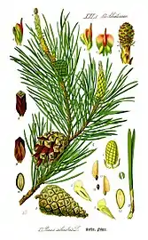 Illustration of needles, cones, and seeds of Scots pine (P.&nbsp;sylvestris)