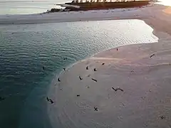 Flora, Fauna and landscapes from The Thirteen Islands of St. Brandon