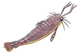The largest known arthropod, the sea scorpion Jaekelopterus rhenaniae, has been found in estuarine strata from about 390 Ma. It was up to 2.5&nbsp;m (8.2&nbsp;ft) long.