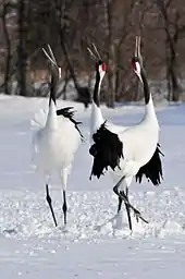 Red-crowned cranes honking at sky