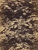 Blackberry Bushes, 1862, albumen silver print, 19.4 × 15&nbsp;cm (7 5/8 x 5 7/8 in.), collection of William L. Schaeffer