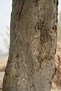 Trunk at Hodal in Faridabad district of Haryana, India